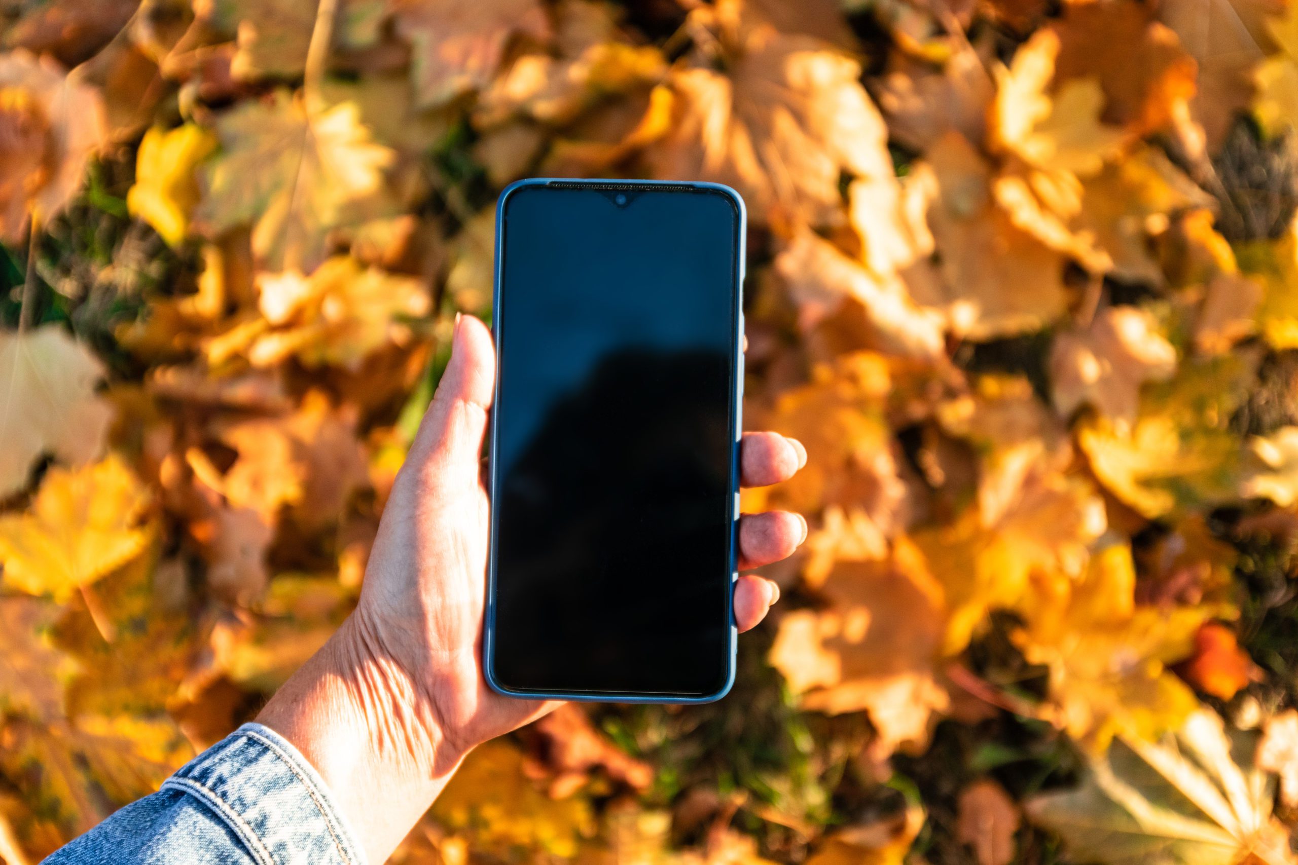 Smartphone screen in woman hands, autumn background colorful leaves